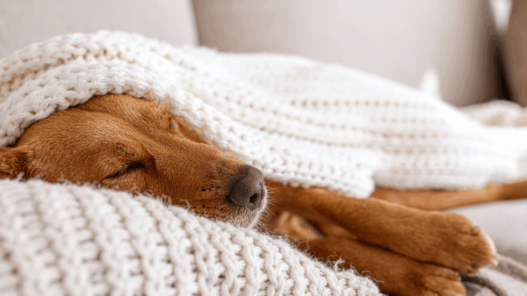 Can Sleeping In on the Weekend Actually Boost Your Mood?